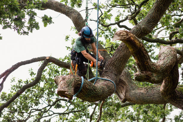 Le Center, MN Tree Services Company