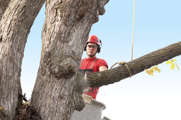 How Our Tree Care Process Works  in  Le Center, MN